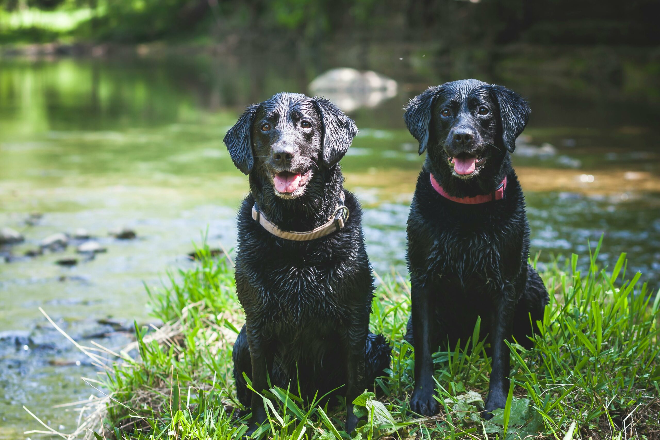 Zwei Schwarze Kurz Beschichtete Hunde